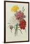 Carnations, from 'Choix Des Plus Belles Fleures', C.1833-Pierre Joseph Redout?-Framed Giclee Print