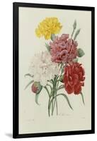 Carnations, from 'Choix Des Plus Belles Fleures', C.1833-Pierre Joseph Redout?-Framed Giclee Print