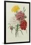 Carnations, from 'Choix Des Plus Belles Fleures', C.1833-Pierre Joseph Redout?-Framed Giclee Print