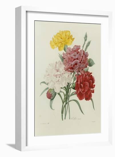 Carnations, from 'Choix Des Plus Belles Fleures', C.1833-Pierre Joseph Redout?-Framed Giclee Print