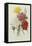 Carnations, from 'Choix Des Plus Belles Fleures', C.1833-Pierre Joseph Redout?-Framed Stretched Canvas