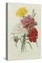 Carnations, from 'Choix Des Plus Belles Fleures', C.1833-Pierre Joseph Redout?-Stretched Canvas