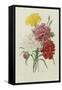 Carnations, from 'Choix Des Plus Belles Fleures', C.1833-Pierre Joseph Redout?-Framed Stretched Canvas