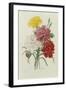 Carnations, from 'Choix Des Plus Belles Fleures', C.1833-Pierre Joseph Redout?-Framed Giclee Print