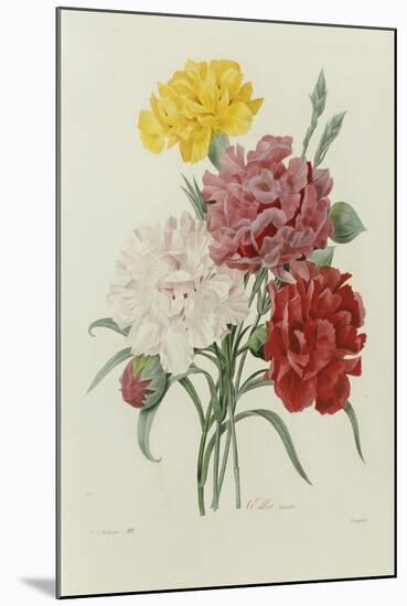 Carnations, from 'Choix Des Plus Belles Fleures', C.1833-Pierre Joseph Redout?-Mounted Giclee Print