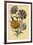 Carnations-null-Framed Giclee Print