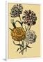Carnations-null-Framed Giclee Print