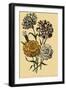 Carnations-null-Framed Giclee Print