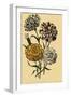 Carnations-null-Framed Giclee Print