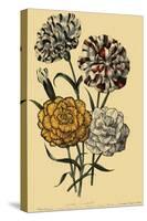 Carnations-null-Stretched Canvas