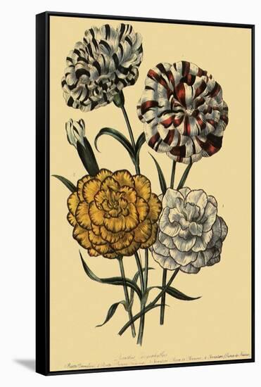 Carnations-null-Framed Stretched Canvas