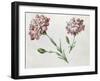 Carnations-Claude Aubriet-Framed Giclee Print
