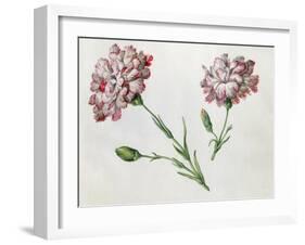 Carnations-Claude Aubriet-Framed Giclee Print