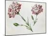 Carnations-Claude Aubriet-Mounted Giclee Print