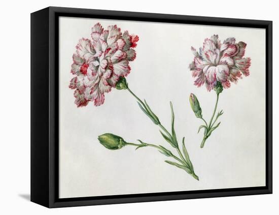 Carnations-Claude Aubriet-Framed Stretched Canvas