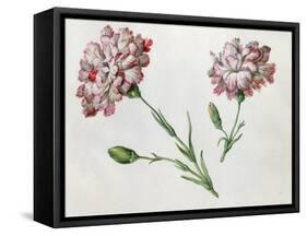 Carnations-Claude Aubriet-Framed Stretched Canvas