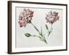 Carnations-Claude Aubriet-Framed Giclee Print