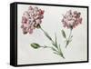 Carnations-Claude Aubriet-Framed Stretched Canvas
