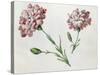 Carnations-Claude Aubriet-Stretched Canvas