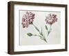 Carnations-Claude Aubriet-Framed Giclee Print