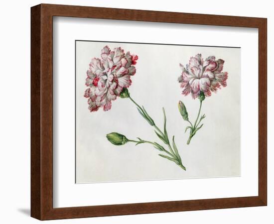 Carnations-Claude Aubriet-Framed Giclee Print