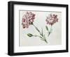 Carnations-Claude Aubriet-Framed Giclee Print