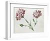 Carnations-Claude Aubriet-Framed Giclee Print