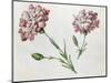 Carnations-Claude Aubriet-Mounted Giclee Print