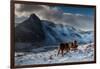 Carneddau Ponies grooming on the snow-covered slopes, UK-Graham Eaton-Framed Photographic Print