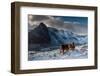 Carneddau Ponies grooming on the snow-covered slopes, UK-Graham Eaton-Framed Photographic Print