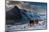 Carneddau Ponies grooming on the snow-covered slopes, UK-Graham Eaton-Mounted Photographic Print