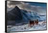 Carneddau Ponies grooming on the snow-covered slopes, UK-Graham Eaton-Framed Stretched Canvas