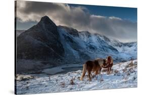 Carneddau Ponies grooming on the snow-covered slopes, UK-Graham Eaton-Stretched Canvas