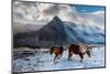 Carneddau Ponies on snow-covered slopes, Snowdonia, UK-Graham Eaton-Mounted Photographic Print