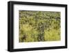 Carnegiea Gigantea, Saguaro Cacti, Hieroglyphic Trail, Lost Dutchman State Park, Arizona, Usa-Rainer Mirau-Framed Photographic Print