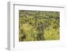 Carnegiea Gigantea, Saguaro Cacti, Hieroglyphic Trail, Lost Dutchman State Park, Arizona, Usa-Rainer Mirau-Framed Photographic Print