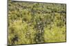 Carnegiea Gigantea, Saguaro Cacti, Hieroglyphic Trail, Lost Dutchman State Park, Arizona, Usa-Rainer Mirau-Mounted Photographic Print