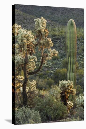 Carnegiea Gigantea, Saguaro Cacti, Hieroglyphic Trail, Lost Dutchman State Park, Arizona, Usa-Rainer Mirau-Stretched Canvas