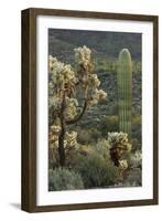 Carnegiea Gigantea, Saguaro Cacti, Hieroglyphic Trail, Lost Dutchman State Park, Arizona, Usa-Rainer Mirau-Framed Photographic Print