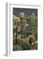 Carnegiea Gigantea, Saguaro Cacti, Hieroglyphic Trail, Lost Dutchman State Park, Arizona, Usa-Rainer Mirau-Framed Photographic Print