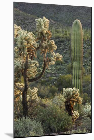 Carnegiea Gigantea, Saguaro Cacti, Hieroglyphic Trail, Lost Dutchman State Park, Arizona, Usa-Rainer Mirau-Mounted Photographic Print