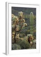 Carnegiea Gigantea, Saguaro Cacti, Hieroglyphic Trail, Lost Dutchman State Park, Arizona, Usa-Rainer Mirau-Framed Photographic Print