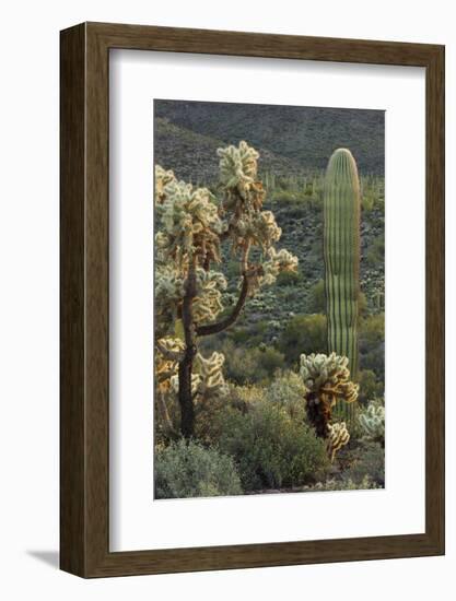 Carnegiea Gigantea, Saguaro Cacti, Hieroglyphic Trail, Lost Dutchman State Park, Arizona, Usa-Rainer Mirau-Framed Photographic Print