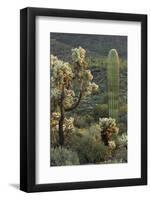 Carnegiea Gigantea, Saguaro Cacti, Hieroglyphic Trail, Lost Dutchman State Park, Arizona, Usa-Rainer Mirau-Framed Photographic Print