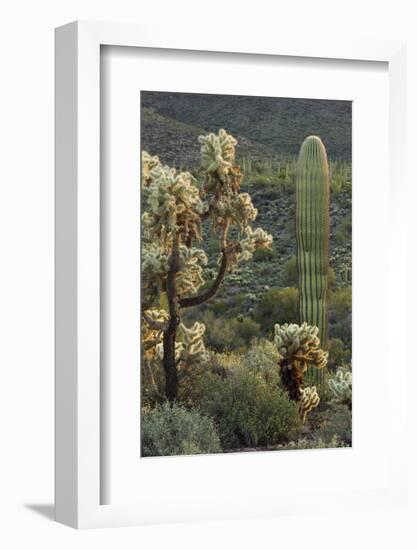 Carnegiea Gigantea, Saguaro Cacti, Hieroglyphic Trail, Lost Dutchman State Park, Arizona, Usa-Rainer Mirau-Framed Photographic Print