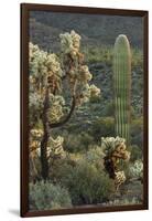 Carnegiea Gigantea, Saguaro Cacti, Hieroglyphic Trail, Lost Dutchman State Park, Arizona, Usa-Rainer Mirau-Framed Photographic Print