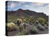 Carnegiea Gigantea, Saguaro Cacti, Hieroglyphic Trail, Lost Dutchman State Park, Arizona, Usa-Rainer Mirau-Stretched Canvas