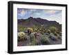 Carnegiea Gigantea, Saguaro Cacti, Hieroglyphic Trail, Lost Dutchman State Park, Arizona, Usa-Rainer Mirau-Framed Photographic Print