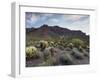 Carnegiea Gigantea, Saguaro Cacti, Hieroglyphic Trail, Lost Dutchman State Park, Arizona, Usa-Rainer Mirau-Framed Photographic Print