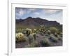 Carnegiea Gigantea, Saguaro Cacti, Hieroglyphic Trail, Lost Dutchman State Park, Arizona, Usa-Rainer Mirau-Framed Photographic Print